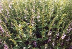 草国产,探寻自然与文化的交融之地